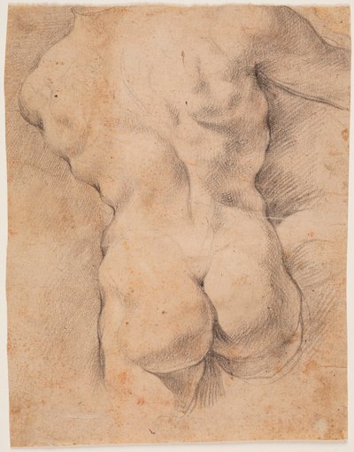 Torse masculin vu de dos - Peter Paul Rubens