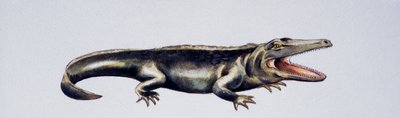 Cyclotosaurus sp, Mastodonsauridae, Trias supérieur, Oeuvre de Peter Ross
(photo) - Peter Ross