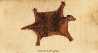 Lémurien volant des Philippines, Cynocephalus volans, 1800 - Peter Simon Pallas