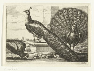 Paons - Peter van Liesebetten