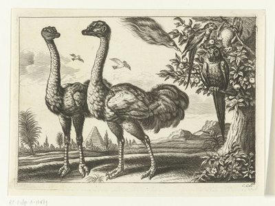 Deux autruches - Peter van Liesebetten