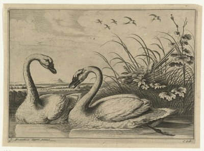 Deux cygnes - Peter van Liesebetten