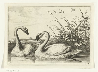 Deux cygnes - Peter van Liesebetten