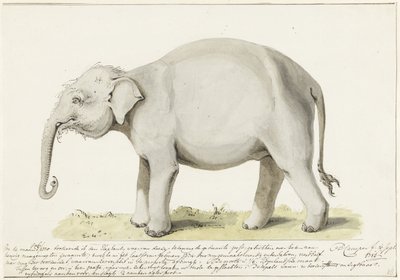 Éléphant debout, vers la gauche - Petrus Camper