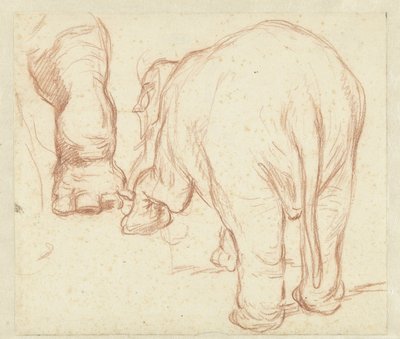Éléphant debout, vu de dos, et une patte - Petrus Camper