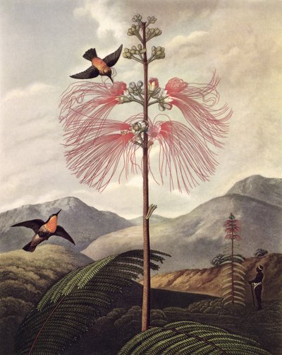 Grande plante sensible à fleurs, gravée par Thomas Medland - Philip (after) Reinagle