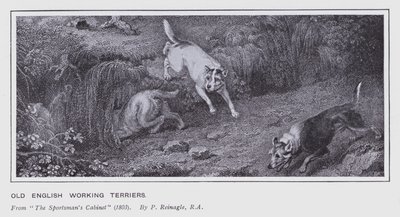 Vieux terriers de travail anglais - Philip (after) Reinagle