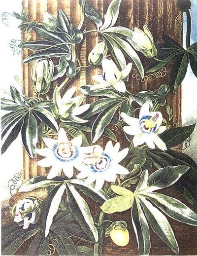 La fleur de la passion bleue, gravée par Caldwell, de 