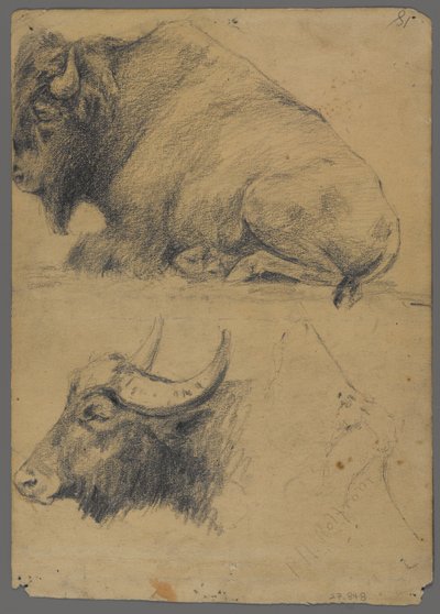 Bison et tête de buffle d