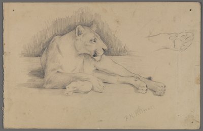 Lionne assise - Philip H. Wolfrom