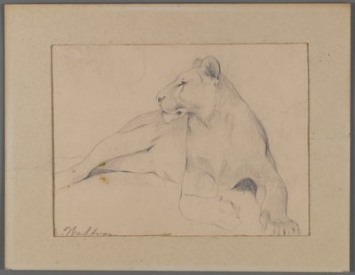 Lionne assise - Philip H. Wolfrom