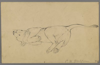 Lionne endormie - Philip H. Wolfrom