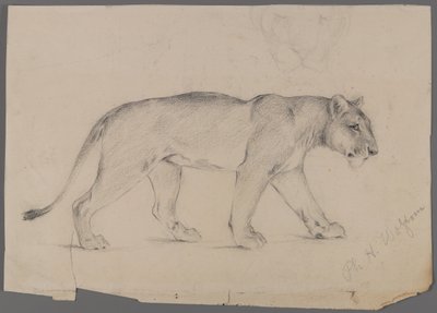 Lionne marchant - Philip H. Wolfrom