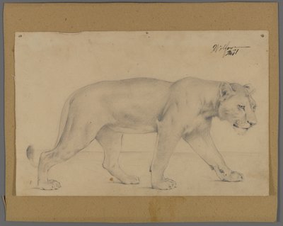 Lionne marchant - Philip H. Wolfrom