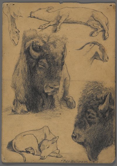 Études de bison, veau et chèvre - Philip H. Wolfrom