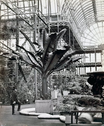 Plantes tropicales dans la salle égyptienne, Crystal Palace, Sydenham, Londres - Philip Henry Delamotte