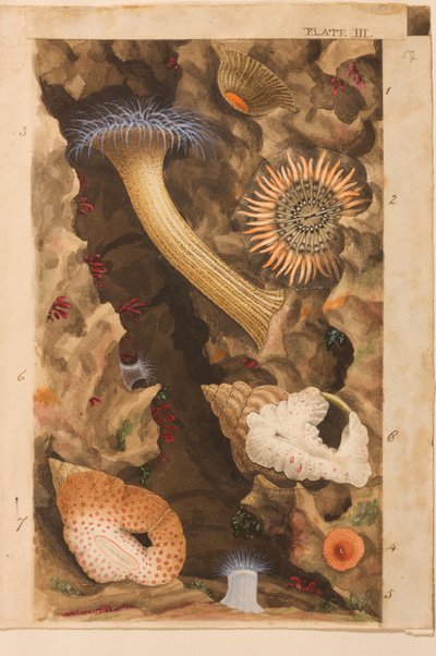 Planche III, étude pour 