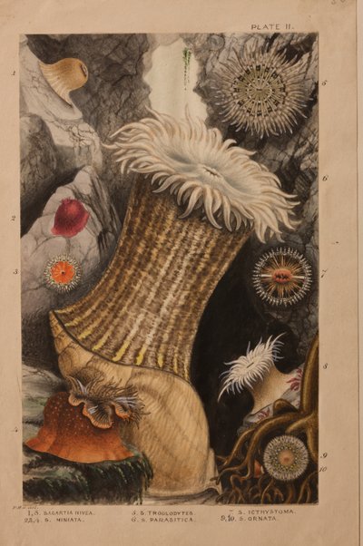 Planche II, étude pour 