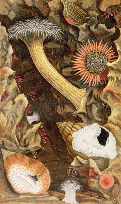 Anémones à tentacules enroulés, planche III de 