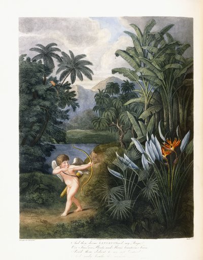 Et puis le divin Linné, c.1796-1807 - Philip Reinagle