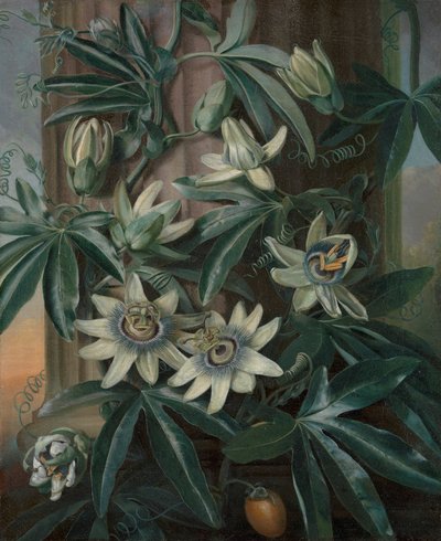 La fleur de la passion bleue, pour le Temple de Flora de Robert John Thornton (Londres, 1799-1812) - Philip Reinagle