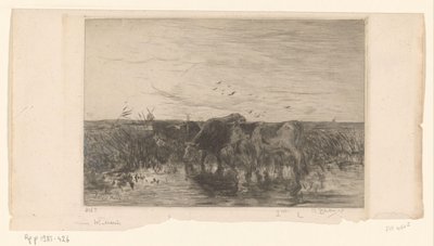 Vaches au bord de l