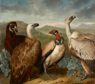 Quatre vautours de différentes espèces - Philipp Ferdinand de Hamilton