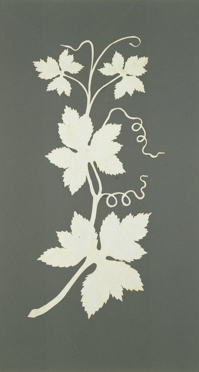 Plante de houblon - Philipp Otto Runge