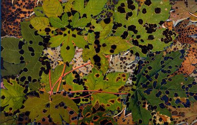Acer pseudoplatanus : Sycomore attaqué par le champignon noir Rhytisma acerinum, 1907-09 - Philippe Robert