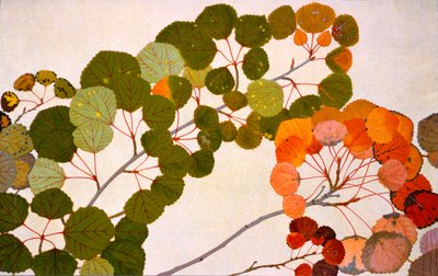 Populus tremula, ou tremble européen, 1907-09 - Philippe Robert