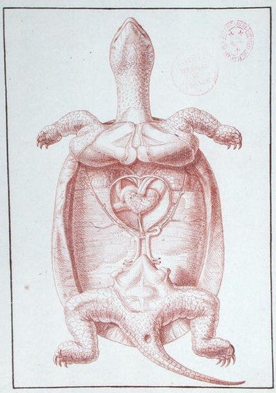 Une Tortue - Philippe Simoneau