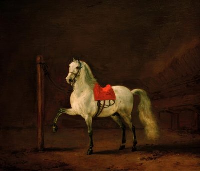 Un cheval gris dans l