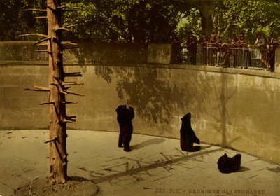 La ville de Berne. La fosse aux ours. - Photochrom Zürich