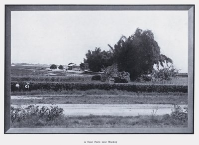 Une ferme de canne à sucre près de Mackay - Photographer Australian