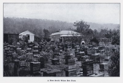 Une ferme apicole de Nouvelle-Galles du Sud - Photographer Australian