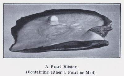Une perle blister, contenant soit une perle soit de la boue - Photographer Australian