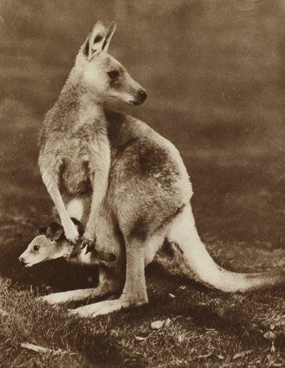 Bébé kangourou regardant hors de la poche de sa mère, Australie - Photographer Australian
