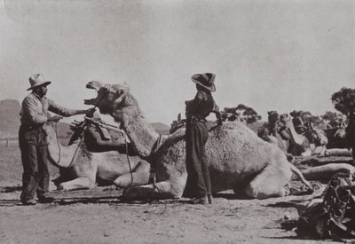 Équipes de chameaux avec des Aborigènes en charge de l