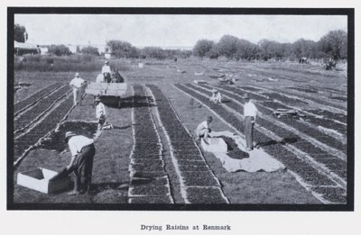 Séchage des raisins à Renmark - Photographer Australian