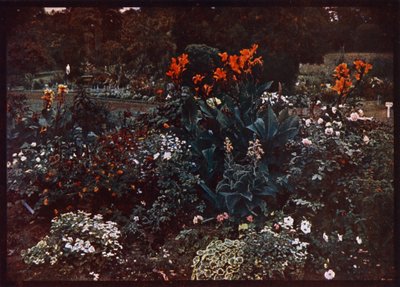 Parterre de fleurs dans les jardins botaniques, Sydney, Nouvelle-Galles du Sud, Australie - Photographer Australian