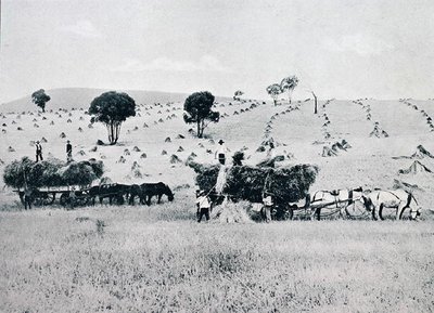 Récolte, Nouvelle-Galles du Sud, vers 1900, de 