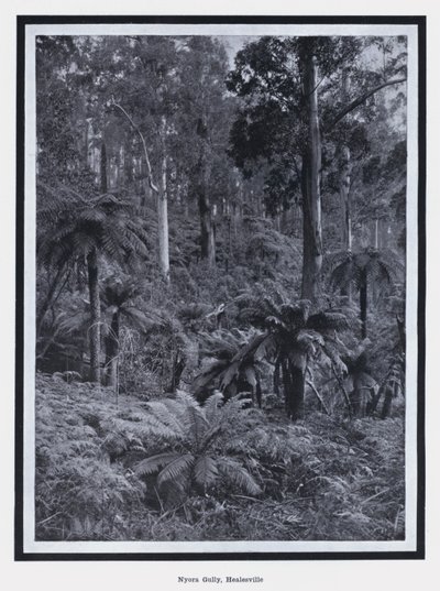 Nyora Gully, Healesville - Photographer Australian