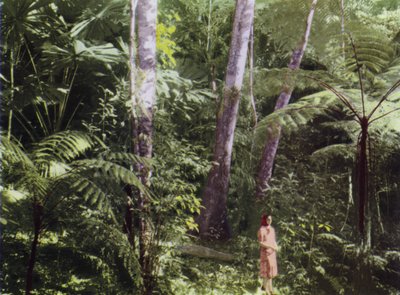 Queensland, Australie : Jungle tropicale (photo) - Photographer Australian