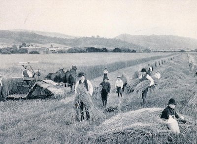 Moisson de blé, Tasmanie, vers 1900, de 