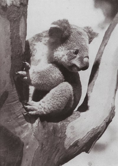 Le koala unique ou ours natif - Photographer Australian