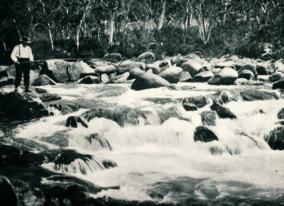 Rapides de truites dans la rivière Snowy, Jindabyne, Nouvelle-Galles du Sud, c.1900, de 