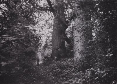 Géants de la forêt, Stanley Park, Vancouver - Photographer Canadian