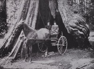 Le Grand Arbre, Stanley Park, Vancouver - Photographer Canadian