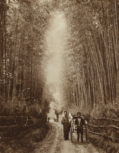 Forêt de bambous, Japon (photo n/b) - Photographer Japanese