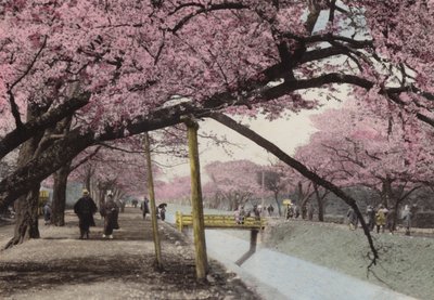 Japon, c.1912 : Cerisiers en fleurs à Koganei, près de Tokyo - Photographer Japanese